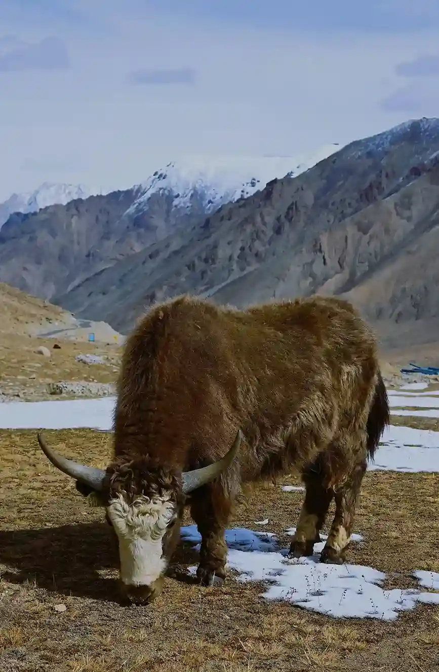 Khardung La Pass